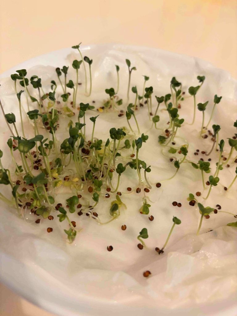 第18回むさしの環境フェスタ2025_遊んで学ぶ”親子体験レポinむさしのエコreゾート_緑のまち推進課_お土産_ブロッコリースプラウト_育ててみた様子